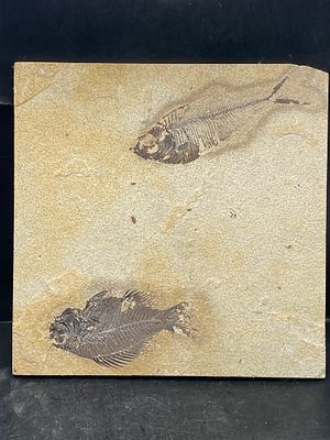 Fish, Fossil, Rock, Natural, Decor, Collectible, Specimen,. Fossil Fish Diplomystus and Knightia 