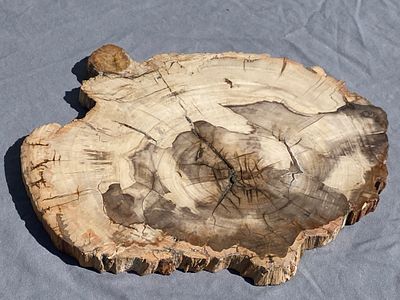 Petrified Wood, Fossil, Rock, Collectible, Slab, Decor. Petrified Wood Slab Madagascar 11.25"
