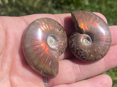 Ammonite, Fossil, Rock, Opal, Collectible, Specimen, Jewelry. 2 Fossil Ammonites "Opalized" 