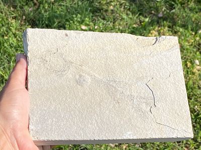 Fish, Fossil, Rock, Collectible, Specimen, Green River Formation. Fossil Fish Unprepared 