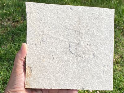 Fish, Fossil, Rock, Collectible, Specimen, Green River Formation. Fossil Fish Unprepared 