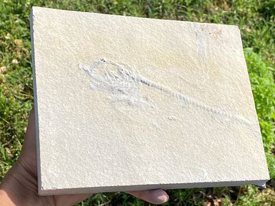 Fish, Fossil, Rock, Collectible, Specimen, Green River Formation. Fossil Fish Unprepared 
