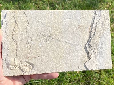 Fish, Fossil, Rock, Collectible, Specimen, Green River Formation. Fossil Fish Unprepared 