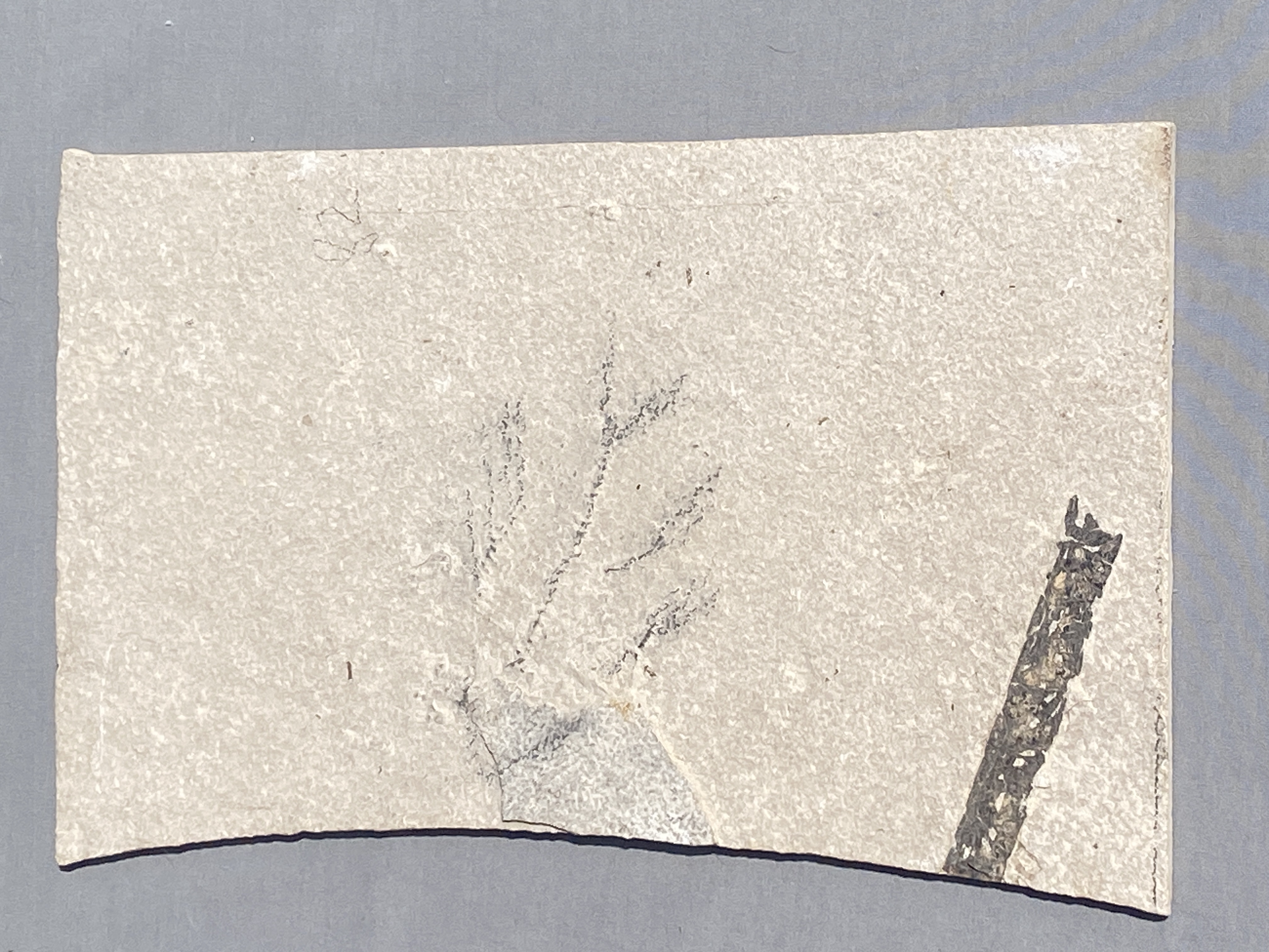 Fish, Fossil, Rock, Collectible, Specimen, Green River Formation