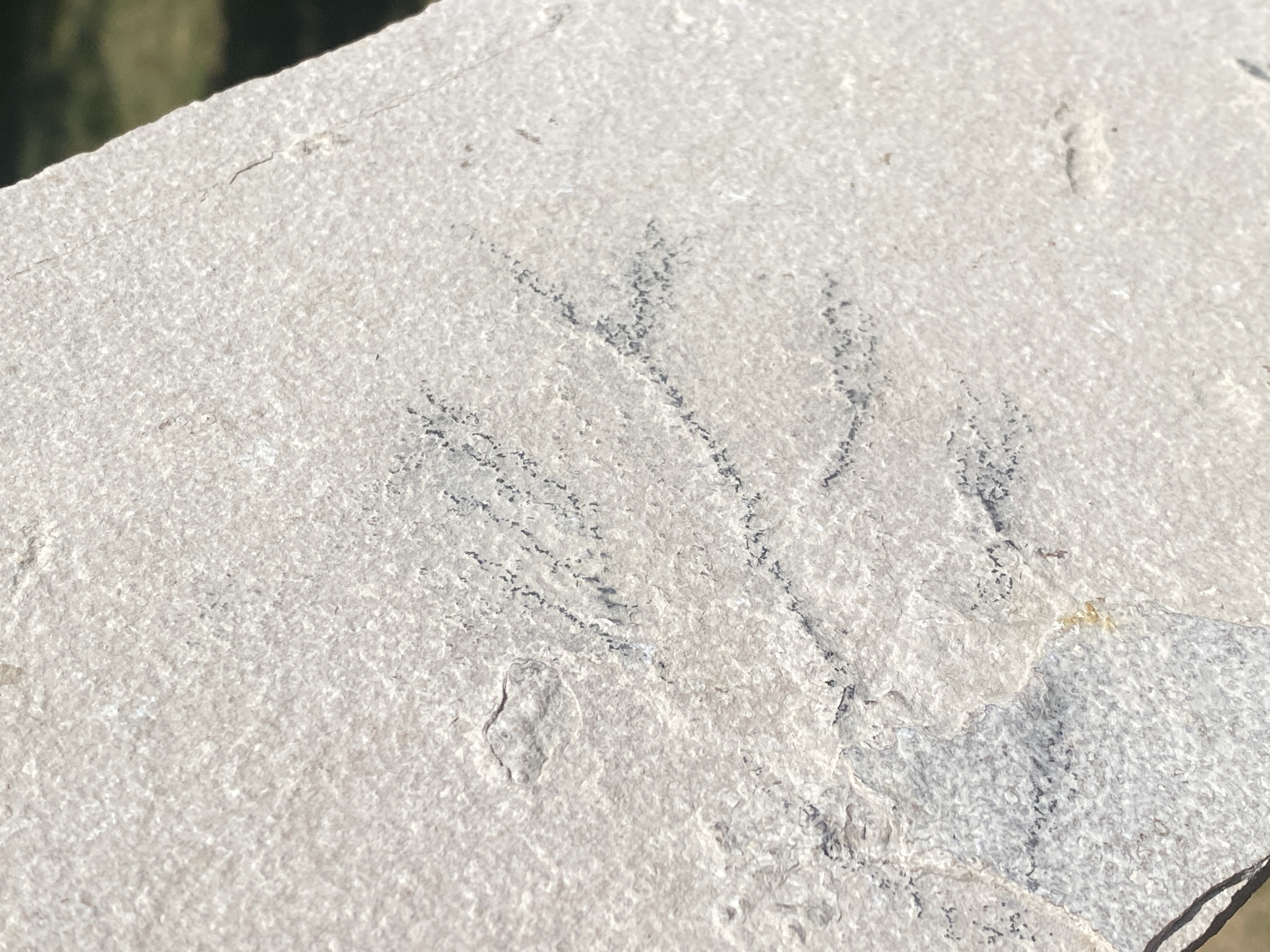Fish, Fossil, Rock, Collectible, Specimen, Green River Formation