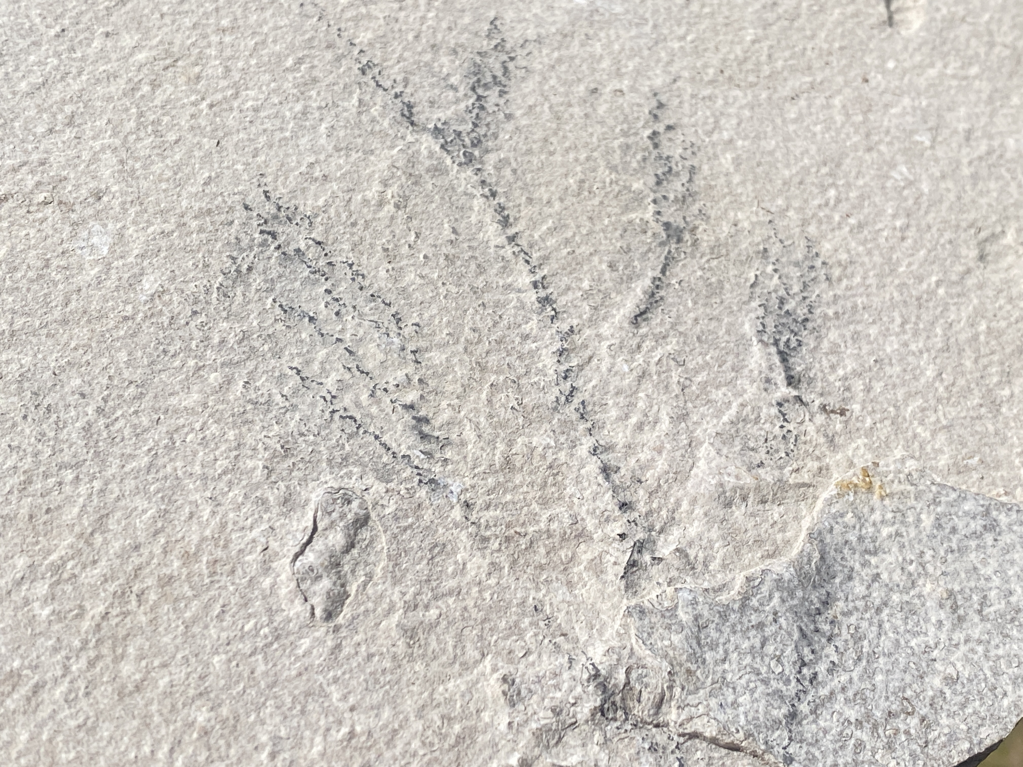 Fish, Fossil, Rock, Collectible, Specimen, Green River Formation