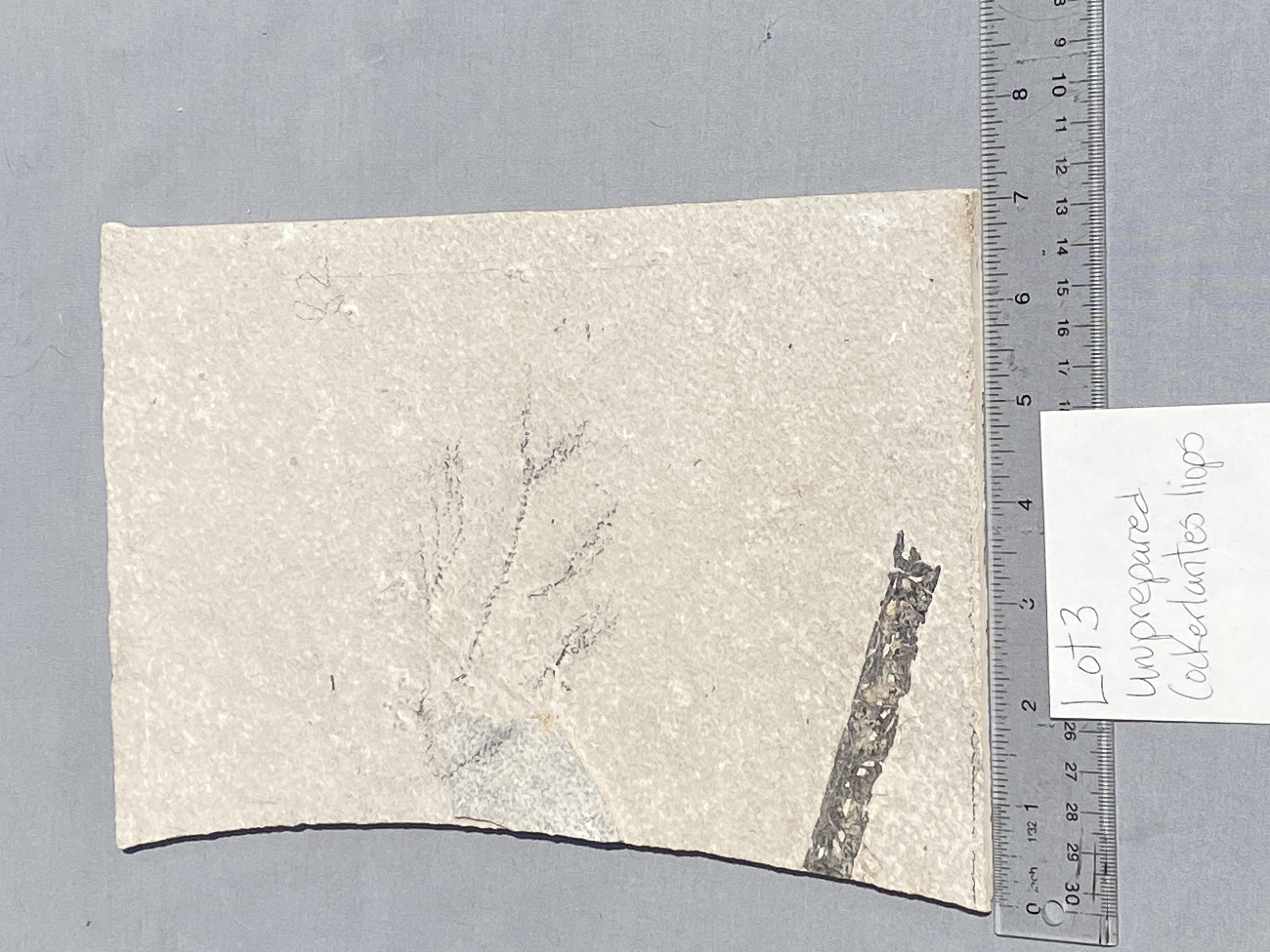 Fish, Fossil, Rock, Collectible, Specimen, Green River Formation