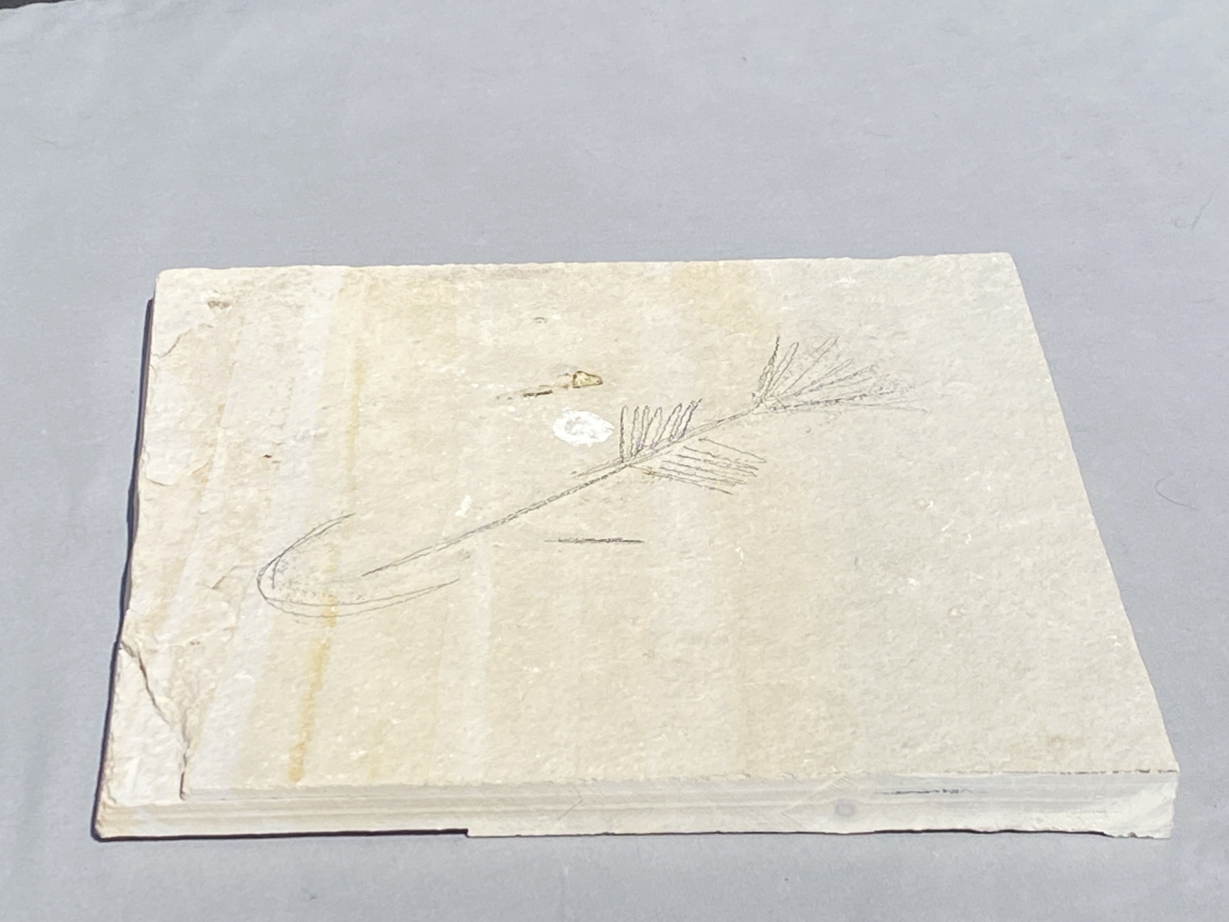 Fish, Fossil, Rock, Collectible, Specimen, Green River Formation