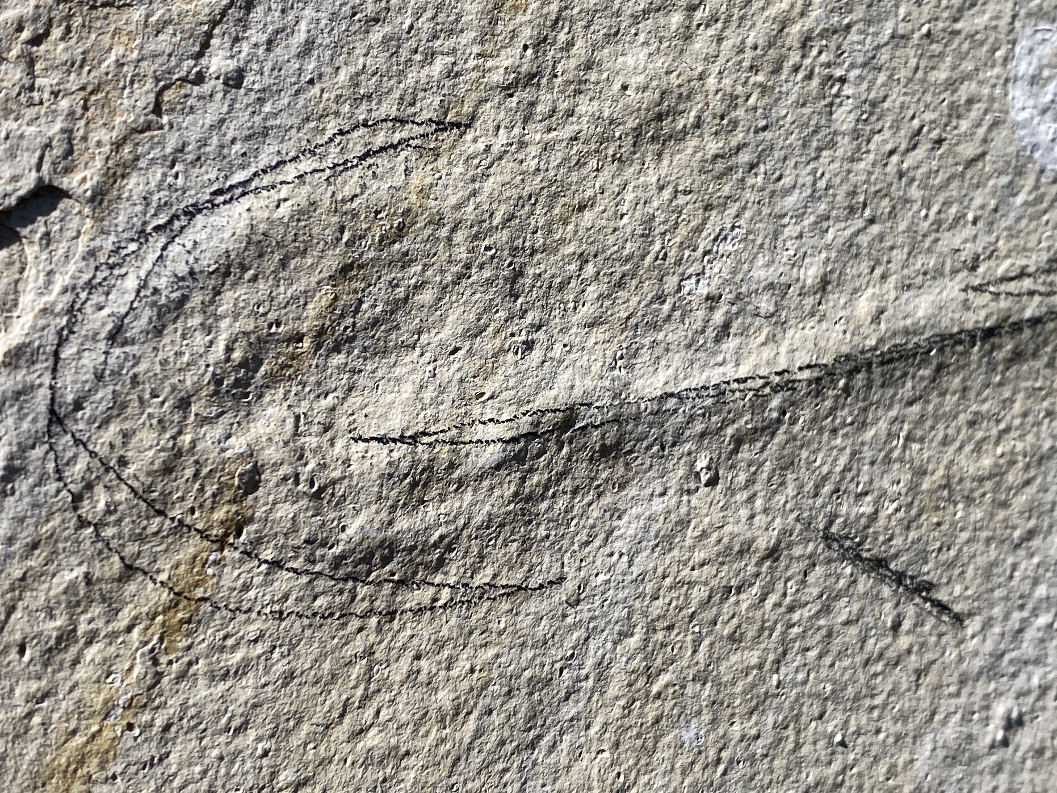 Fish, Fossil, Rock, Collectible, Specimen, Green River Formation