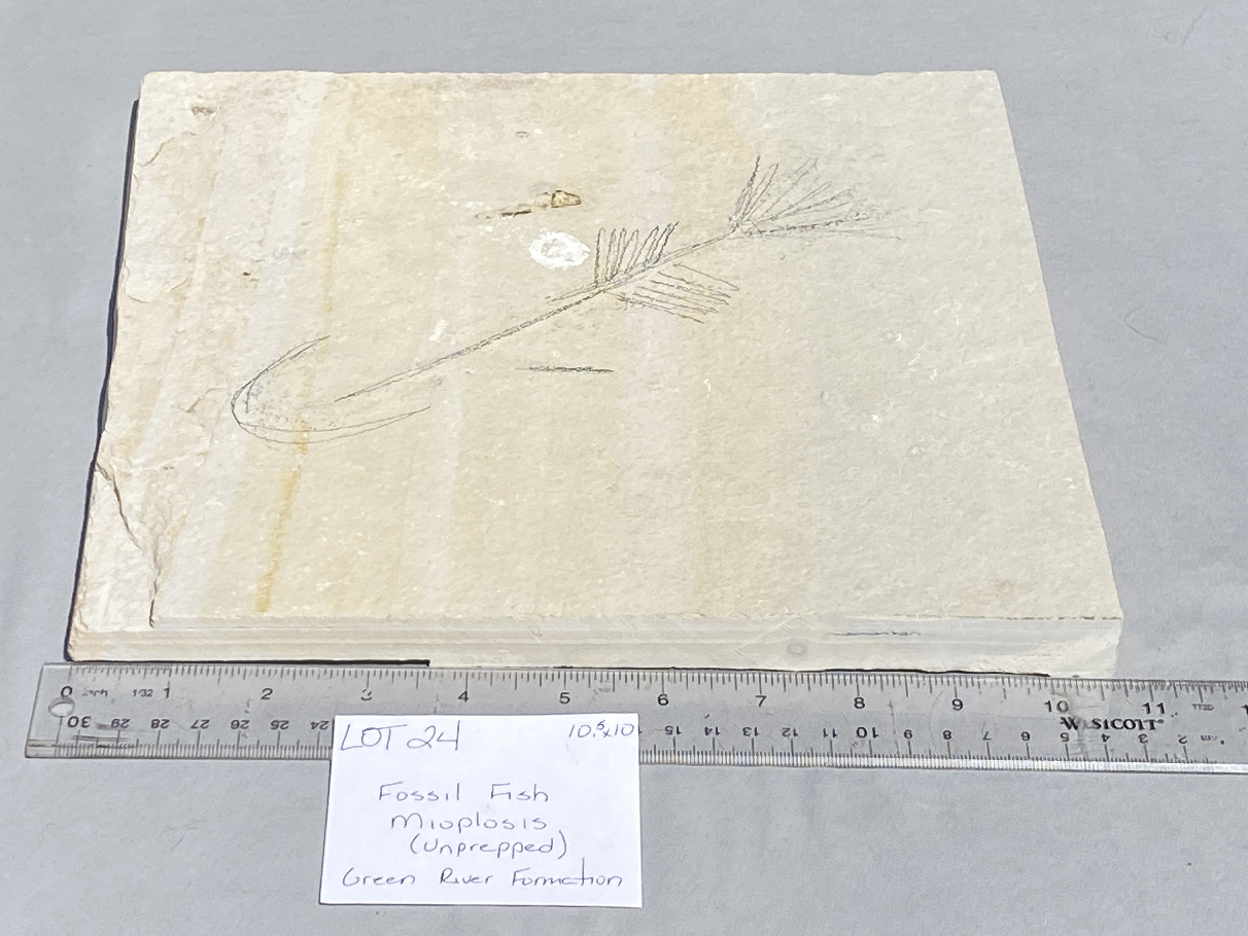 Fish, Fossil, Rock, Collectible, Specimen, Green River Formation