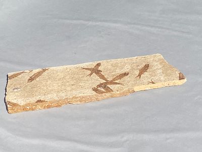 Fish, Fossil, Rock, Collectible, Specimen. Fossil Fish Knightia eoceana Mass Mortality 14 x 4.5"