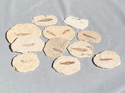 Fish, Fossil, Rock, Collectible, Specimen. Fossil Fish Knightia Eocaena Juveniles Green River 