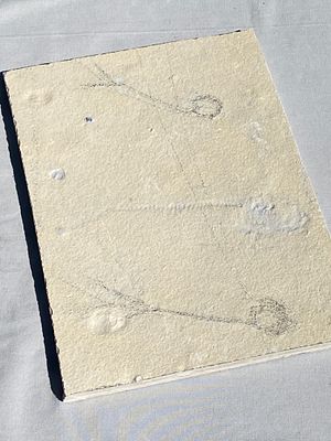 Fish, Fossil, Rock, Collectible, Specimen. Fossil Fish 2 Knightia Eocaena Green River Formation 