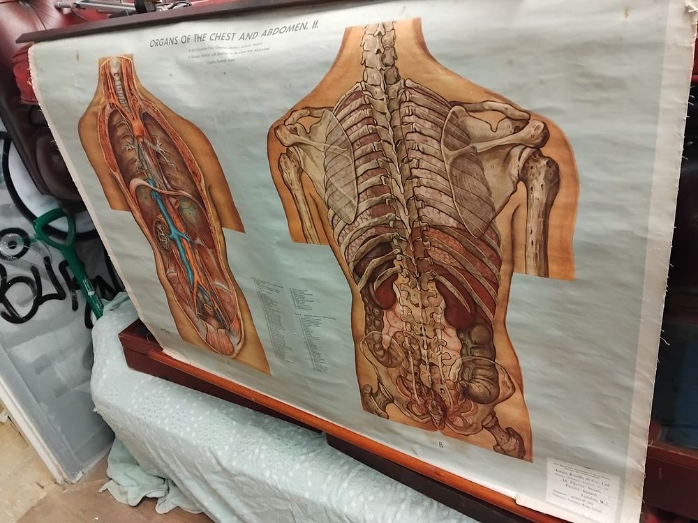 Lot 208 – A Mid-20th Century Anatomical Wall Chart by Adam Rouilly and Co Ltd