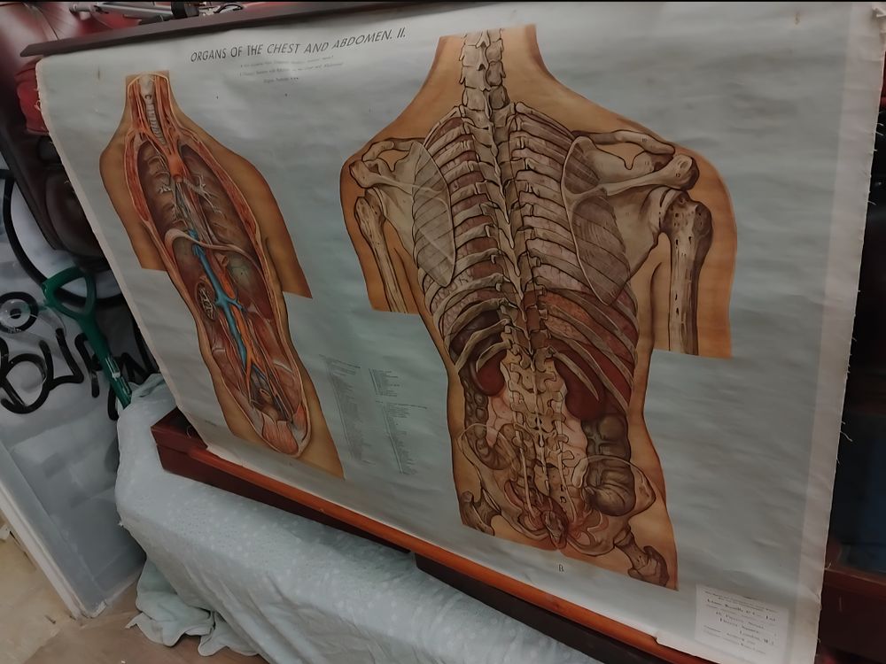 Lot 221 – A Mid-20th Century Anatomical Wall Chart by Adam, Rouilly and Co. Ltd.