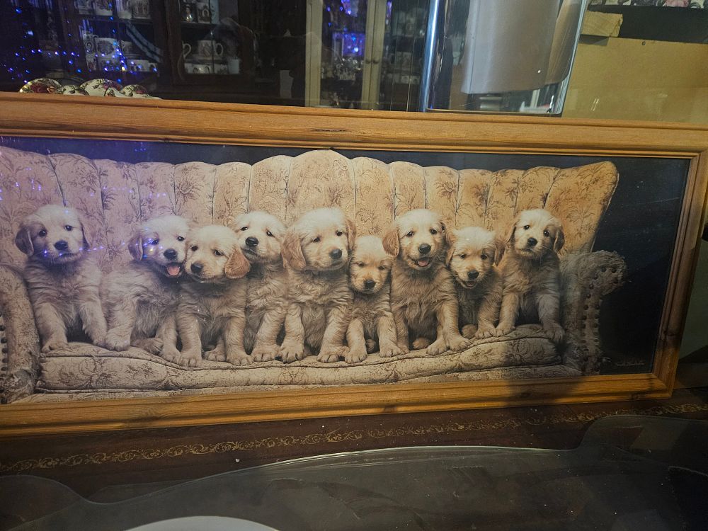 Lot 193 – Keith Kimberlin, Golden Retriever Puppies, Colour Photographic Print (Signed)
