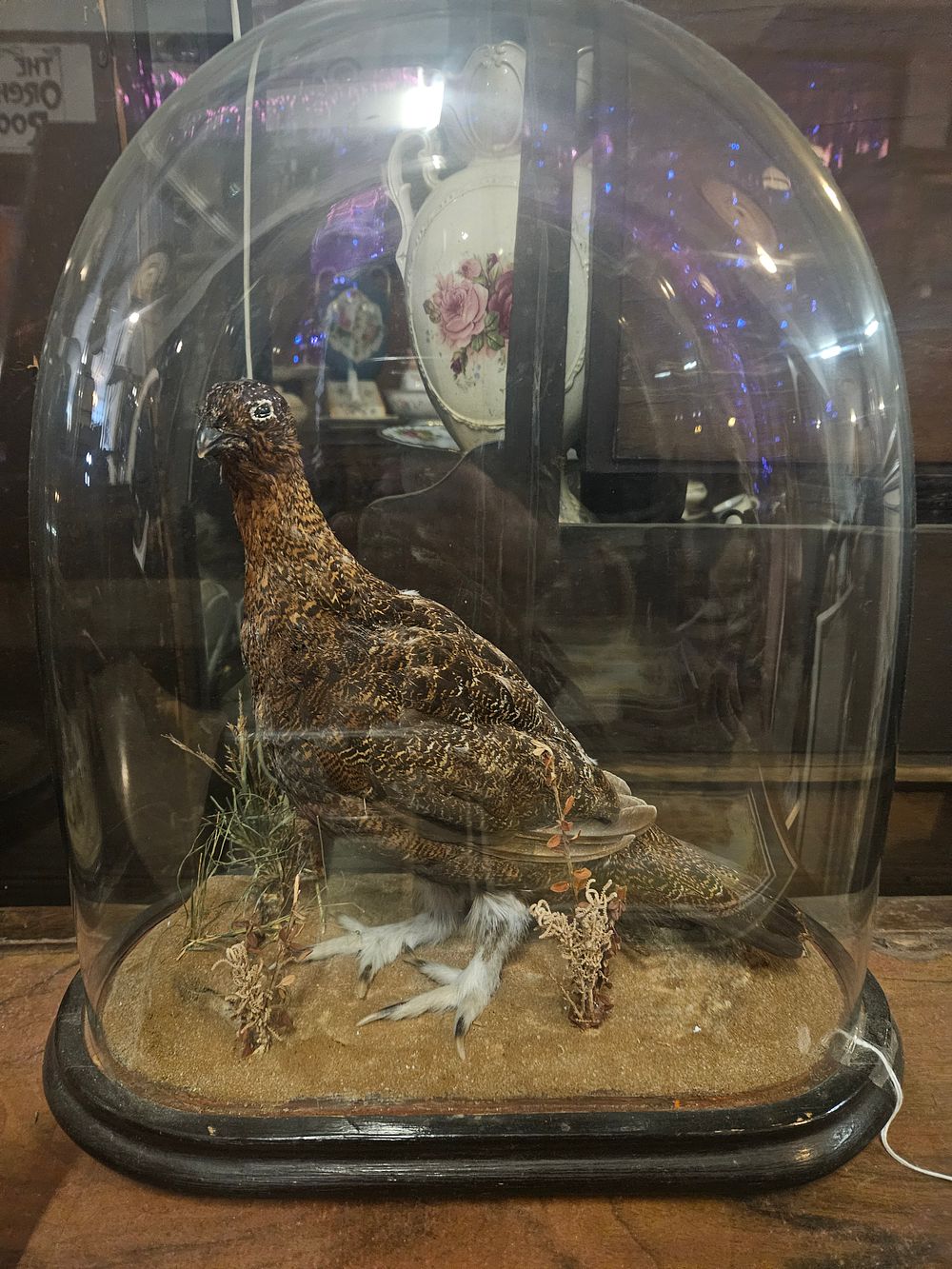 Lot 300g – A Victorian Taxidermy Red Grouse Under a Glass Dome