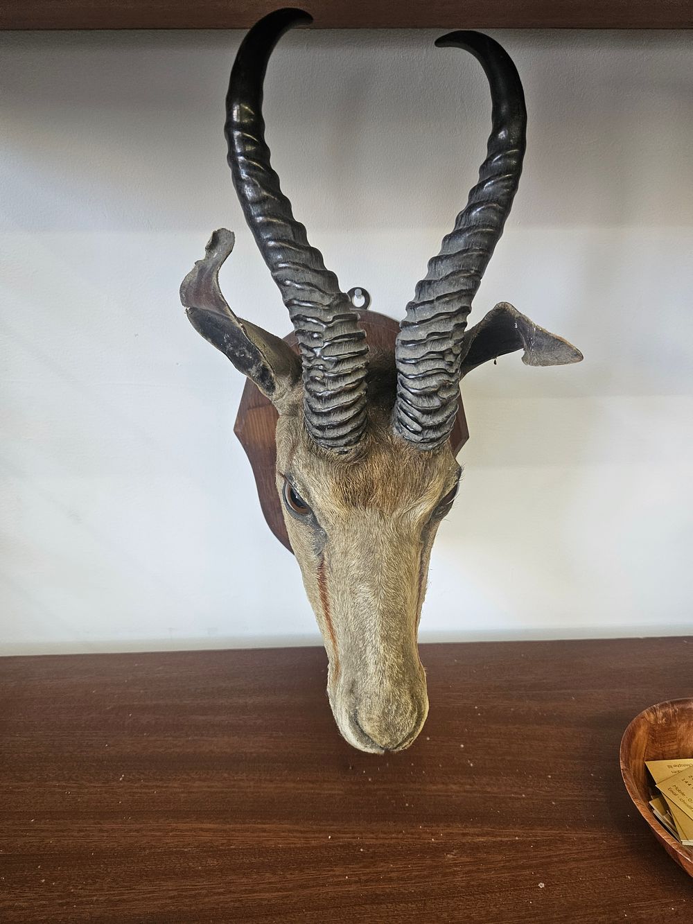 Lot 387a – A Taxidermy Springbok Shoulder Mount on Shield Plaque