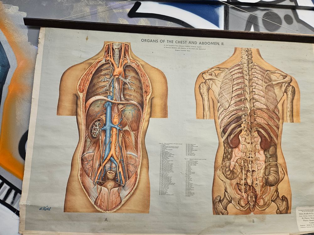 Lot 321 – Mid-20th Century Anatomical Wall Chart of the Chest and Abdomen by M. Röhl