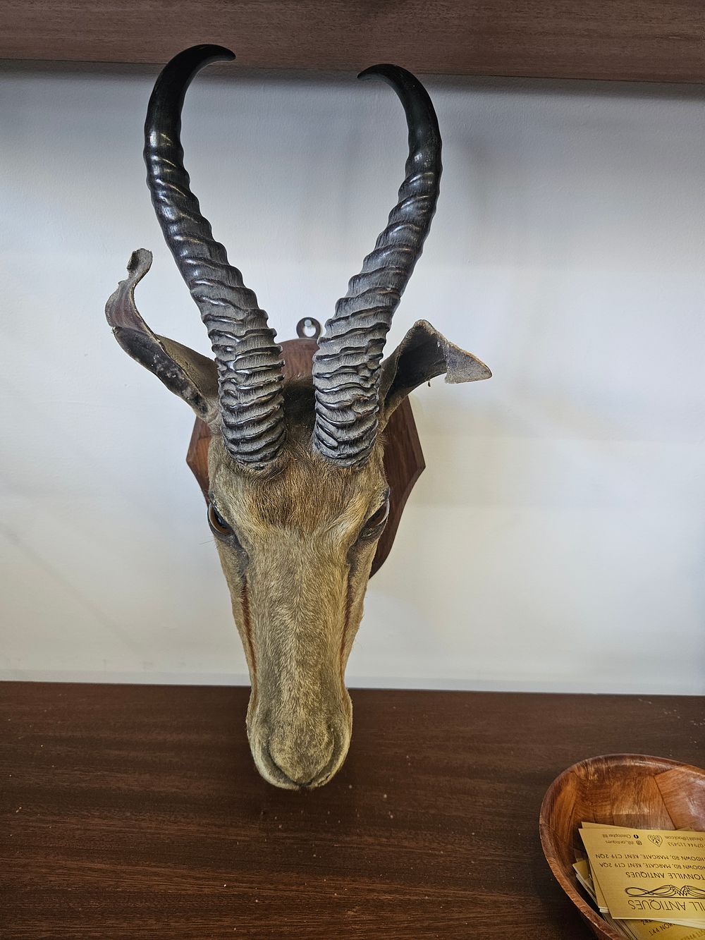 Lot 137 – Taxidermy Coke’s Hartebeest Shoulder Mount on Shield Plaque