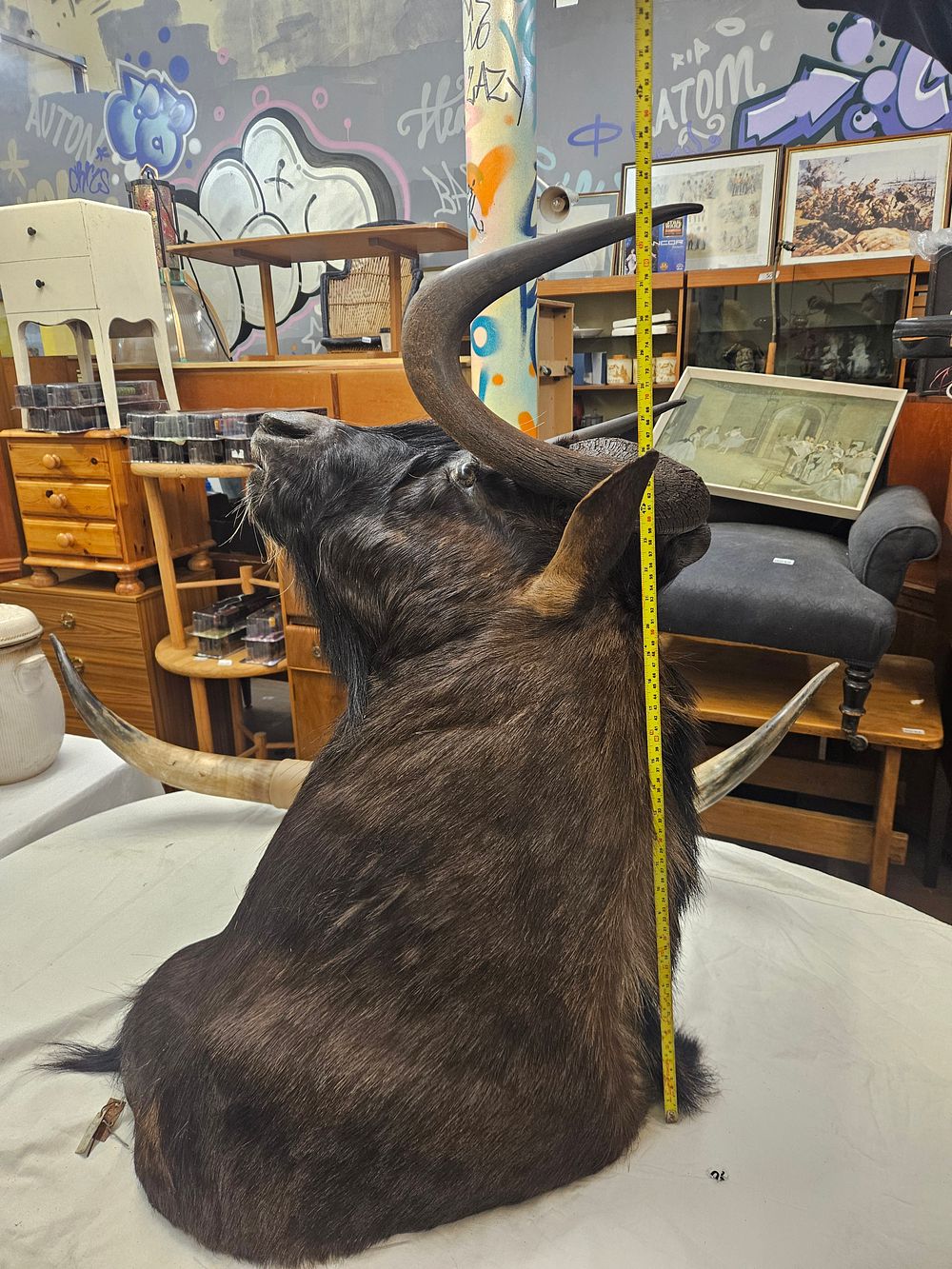 Lot 138 – Taxidermy Shoulder Mount of a Black Wildebeest (Connochaetes gnou)