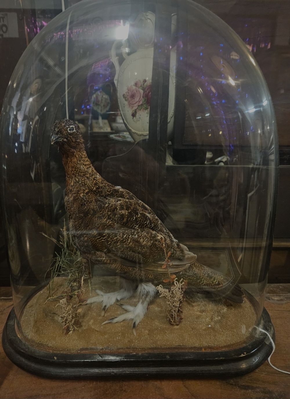Lot 141 – A late 19th or early 20th century taxidermy specimen of a Red Grouse under glass dome