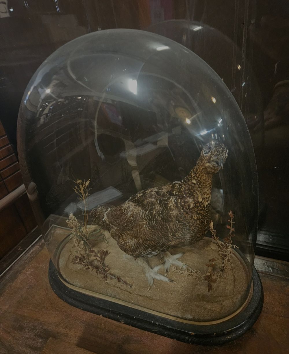Lot 141a – Victorian Style Taxidermy Red Grouse Under Glass Dome