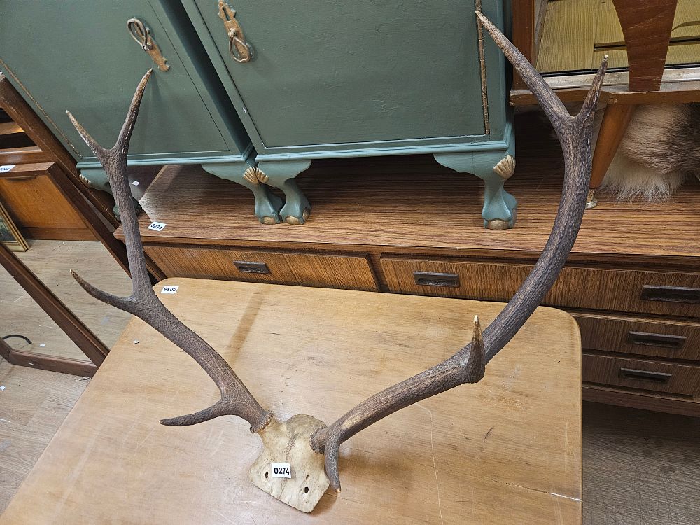 Lot 274 – Red Deer Ten-Point Antlers on a Partial Skull Plate