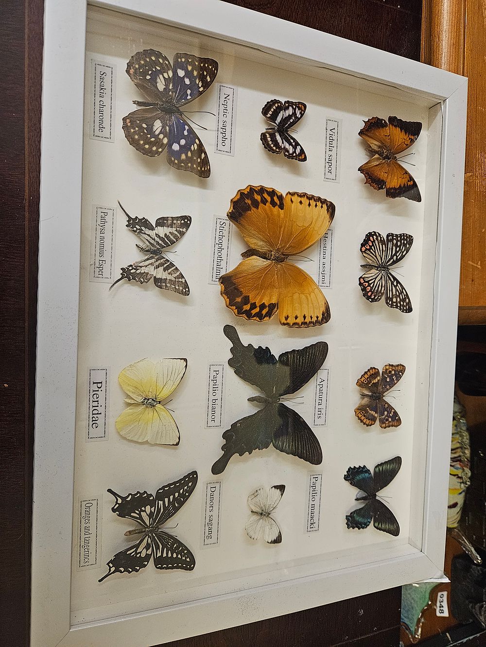 Lot 371a – A Set of Twelve Framed Entomological Butterfly Specimens