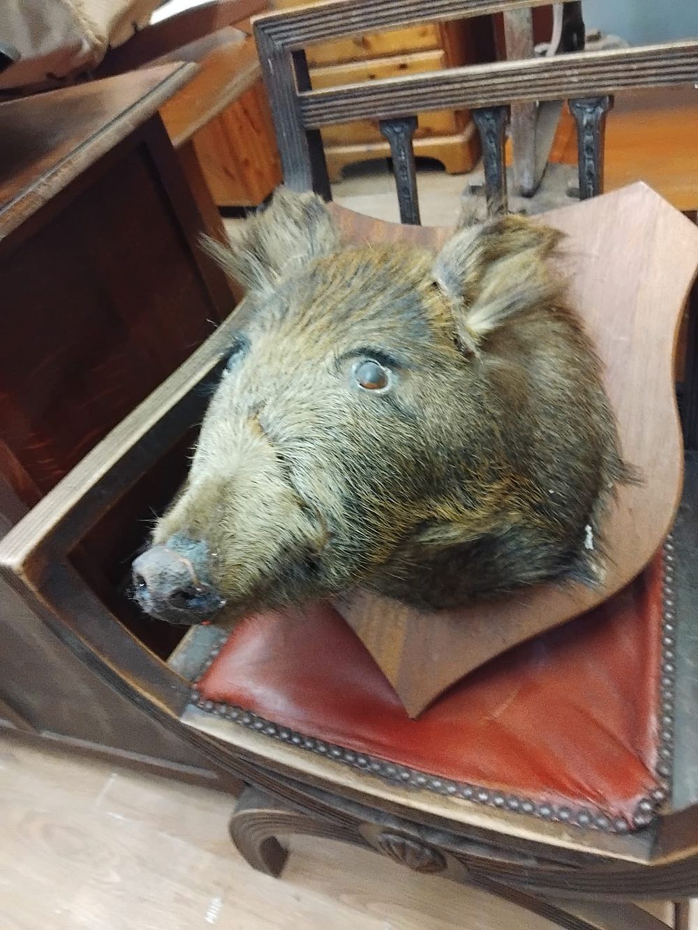 Lot 248 – Taxidermy Wild Boar Shoulder Mount on Shield Plaque