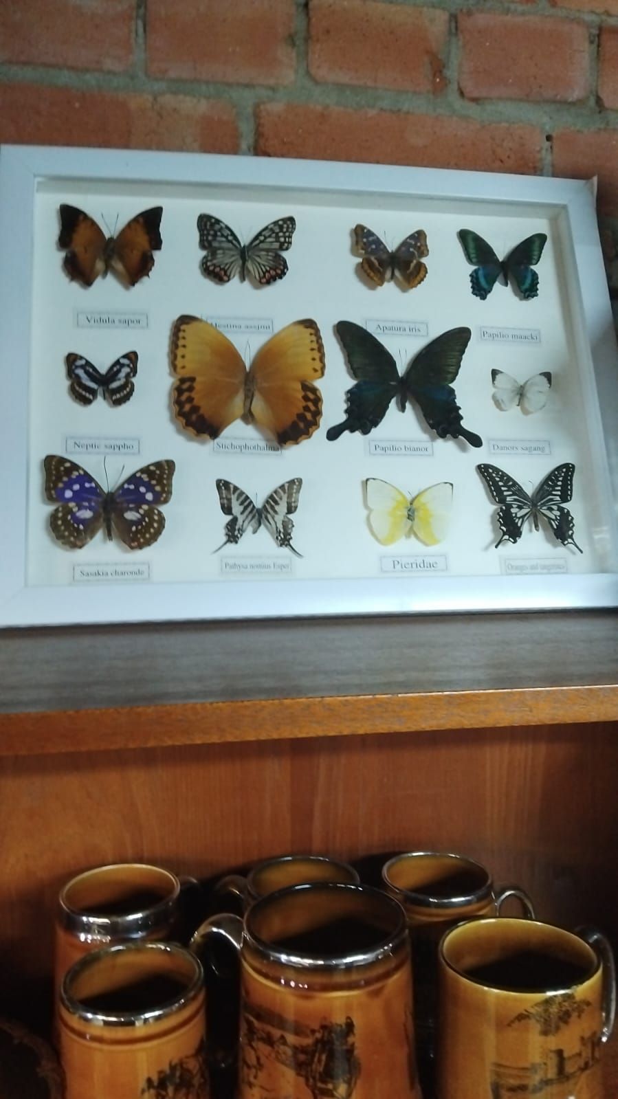 Lot 201 – A Collection of Framed Entomological Specimens and a Set of Glazed Ceramic Mugs
