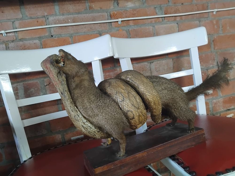 Lot 331 – A Vintage Taxidermy Mongoose and Snake Action Mount