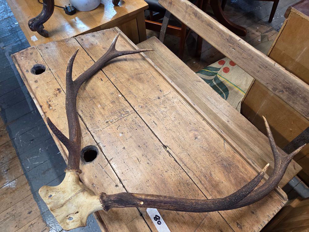 Lot 187 – Red Deer Antlers on Skull Cap