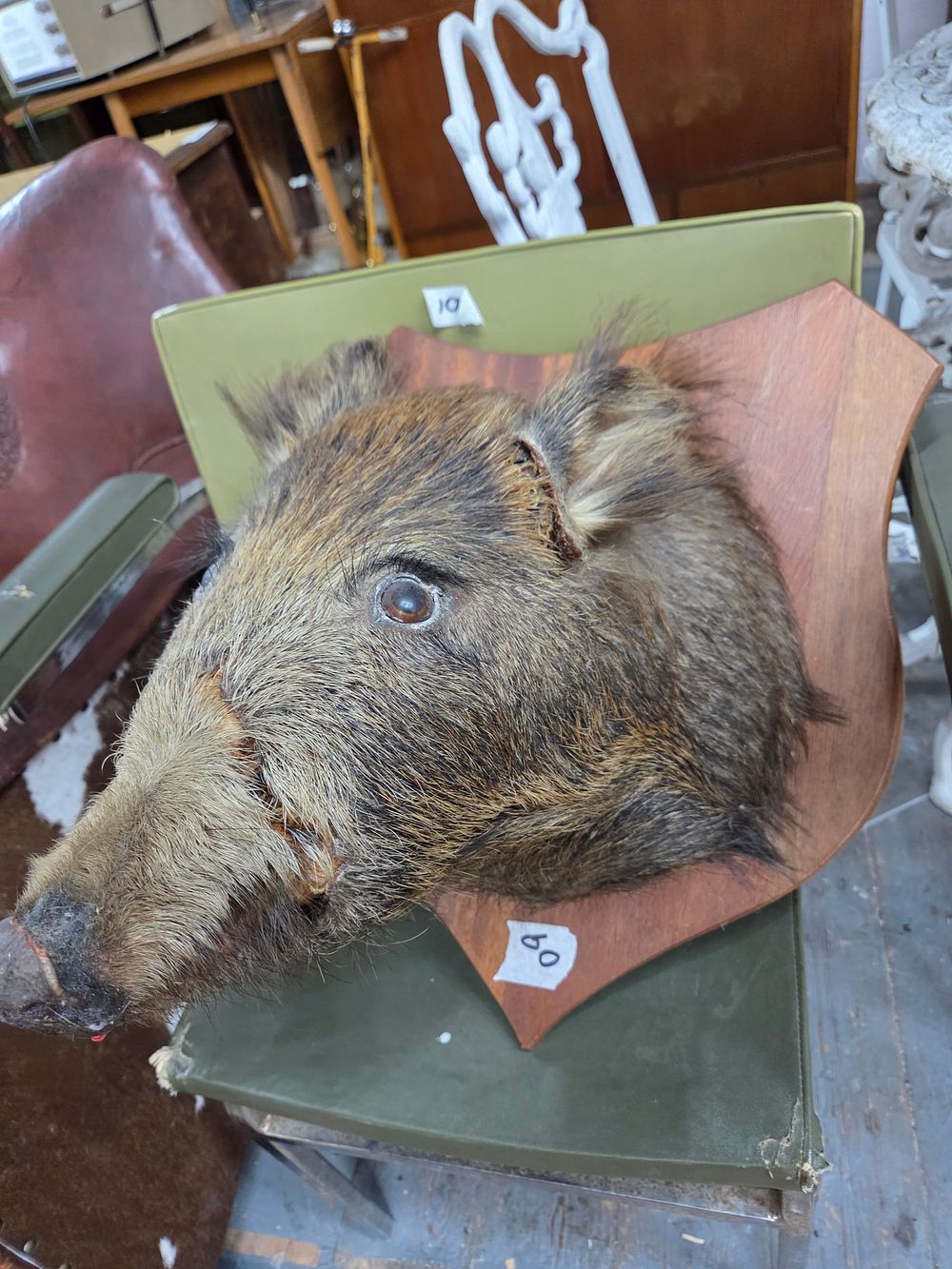 Lot 198 – Vintage Taxidermy Wild Boar Head Mount af