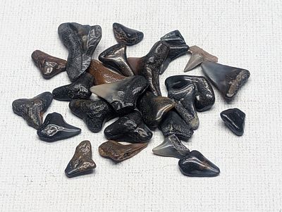 Lot of 25 Authentic Fossilized Shark Teeth!! Condition IMPORTANT NOTICE REGARDING COIN GRADES