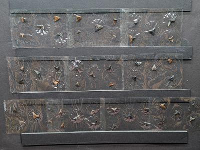 Fifty Authentic Fossilized Shark Teeth in Sealed Plastic Condition PLEASE NOTE Some coins may 