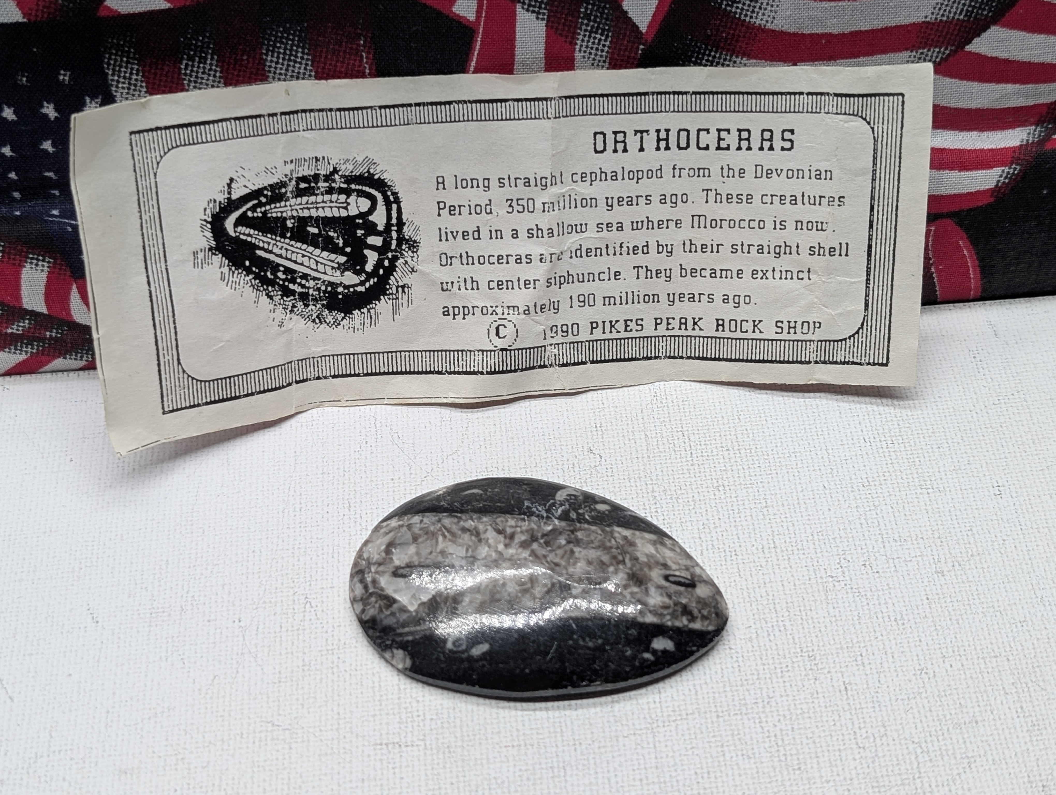 Orthoceras Cephalopod Fossil - 1990 Pikes Peak Rock Shop
