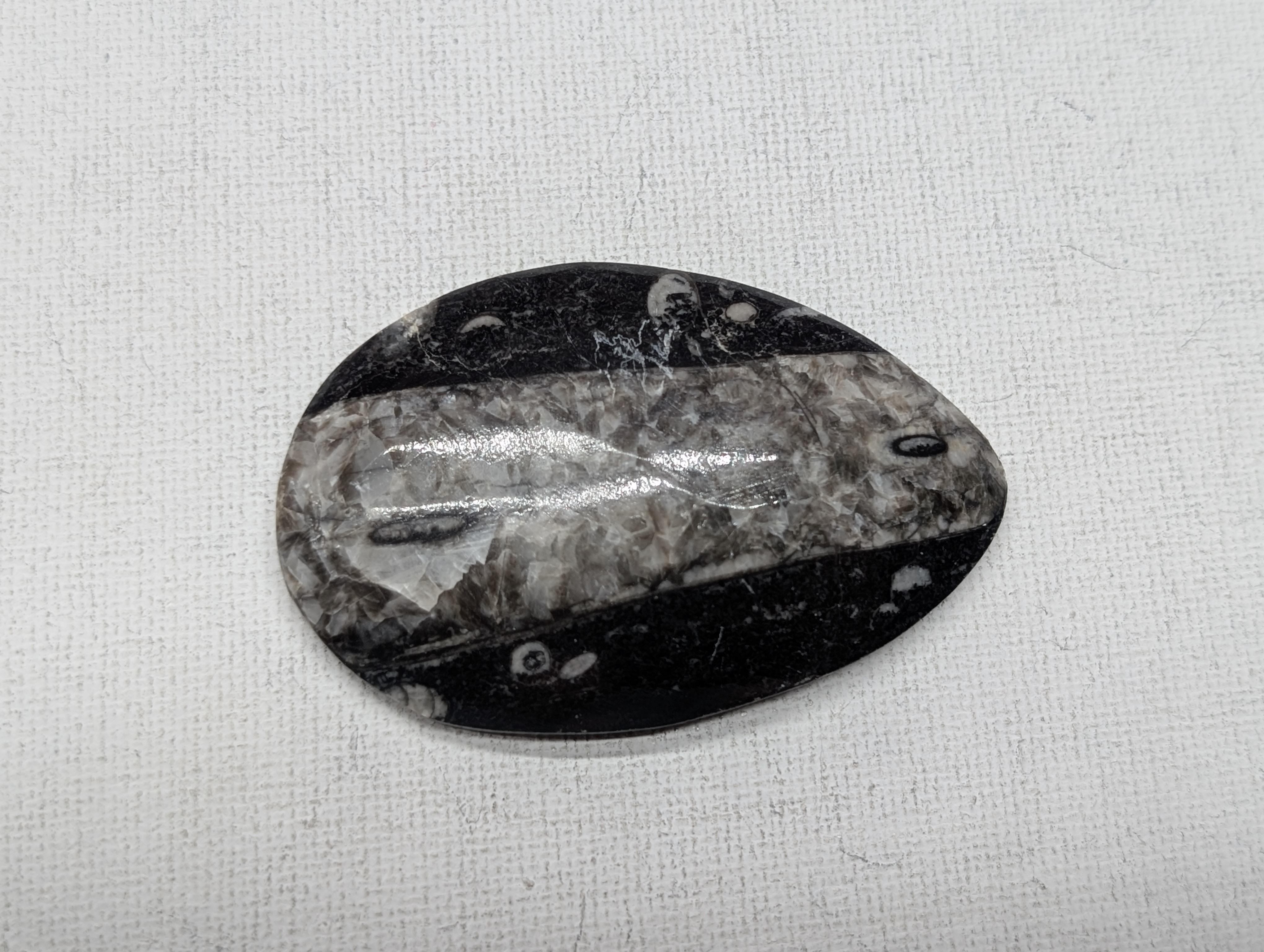 Orthoceras Cephalopod Fossil - 1990 Pikes Peak Rock Shop