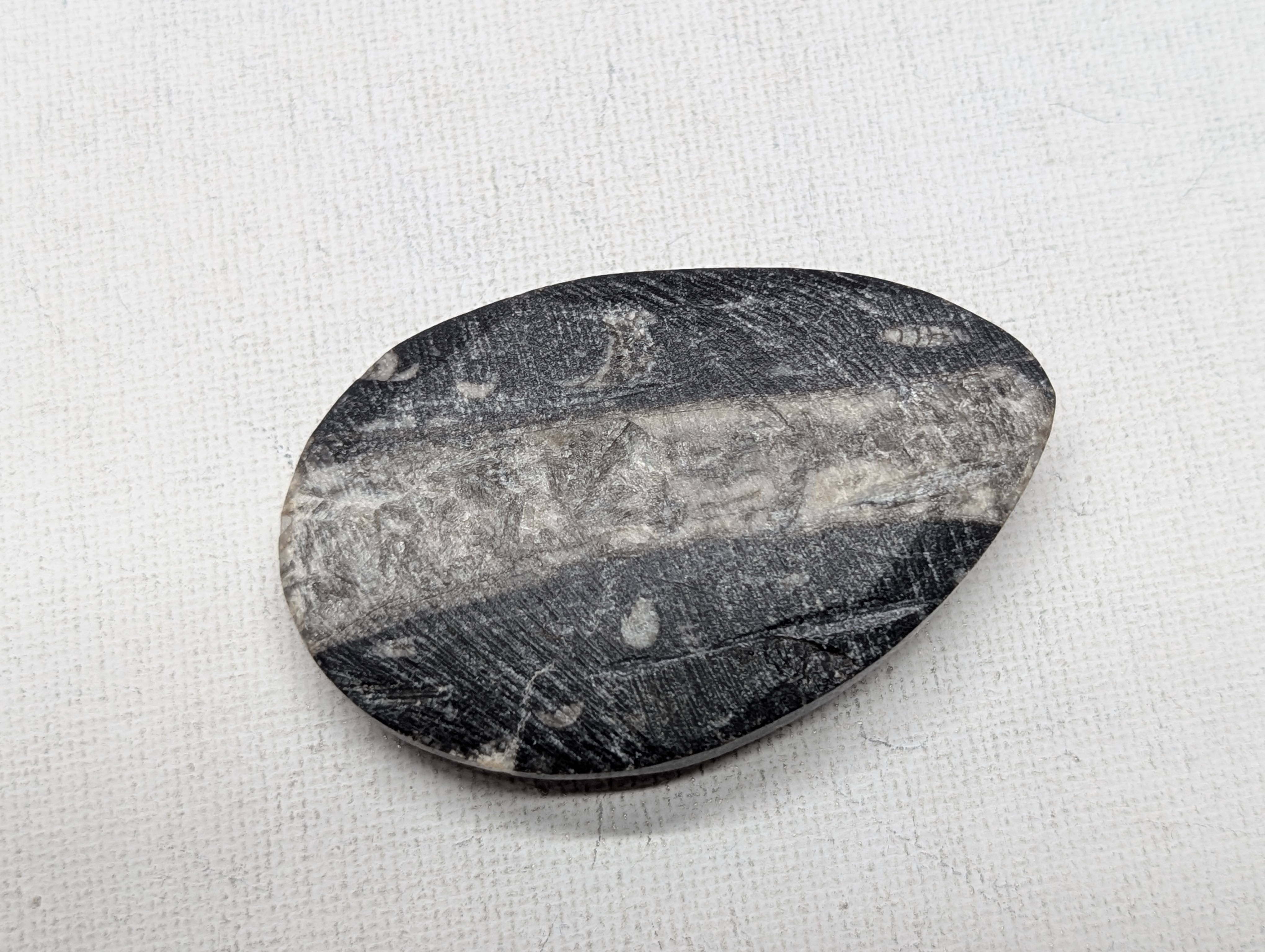 Orthoceras Cephalopod Fossil - 1990 Pikes Peak Rock Shop