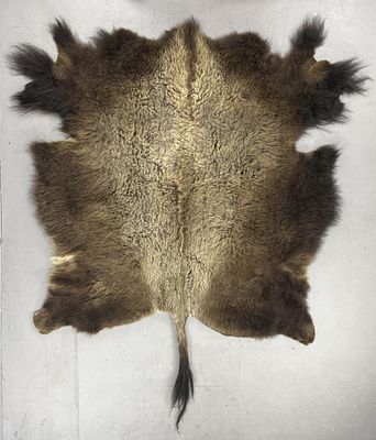 American Great Plains Buffalo Hide Rug 8' 6" x 7'. American Great Plains Buffalo hide rug, from 