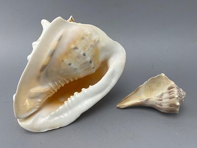 Two Marine Sea Shells, Including a Conch Shell. Two sea shells including one large conch shell 
