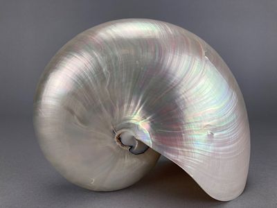 Natural Chambered Nautilus Shell, 5 Inches, 5". Natural chambered nautilus shell with smooth 