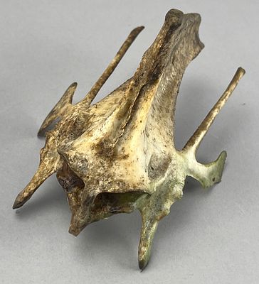 Marine Animal Vertebra Bone. Natural history vertebra bone made of bone, classified as a marine 