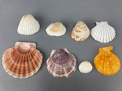 Assorted Natural Seashells, 1.5” to 4”. Assorted collection of natural seashells ranging from 