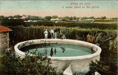 ברכת מים בפרדס. ארדמן