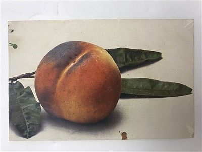 Открытое письмо/открытка. Персик на ветке с листьями. Eisetner Kanzler. Fr. 53. 