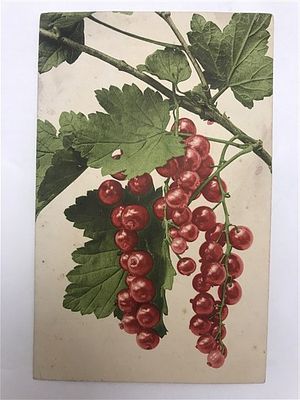 Открытое письмо/открытка. Красная смородина на ветке. Gesetzlich geschutzt. Farbenlichtdruck v. 