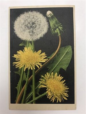 Открытое письмо/открытка. Одуванчики. Gesetzlich geschutzt. Farbenlichtdruck v. Martin Rommel 