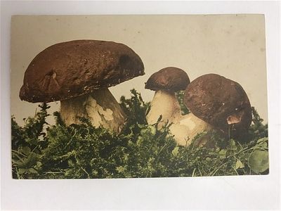 Открытое письмо/открытка. Белые грибы. Gesetzlich geschutzt. Farbenlichtdruck v. Martin Rommel 