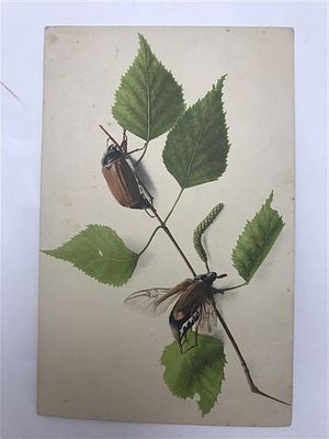 Открытое письмо/открытка. Майские жуки. Gesetzlich geschutzt. Farbenlichtdruck v. Martin Rommel 